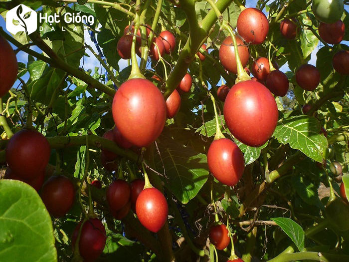 Hạt giống cà chua thân gỗ