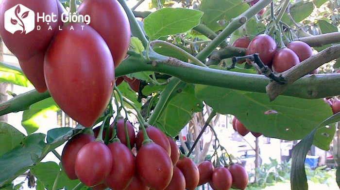 Hạt giống cà chua thân gỗ