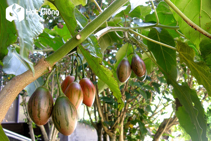 Hạt giống cà chua thân gỗ