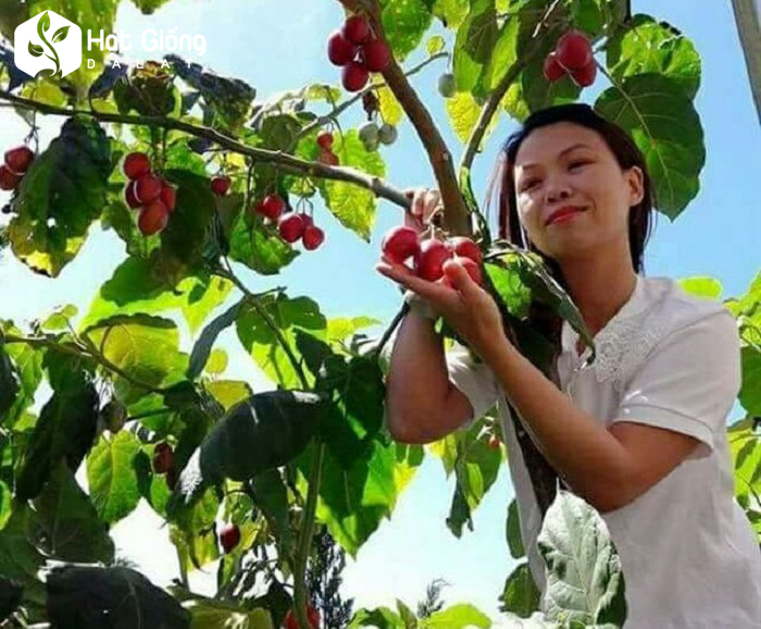 Hạt giống cà chua thân gỗ