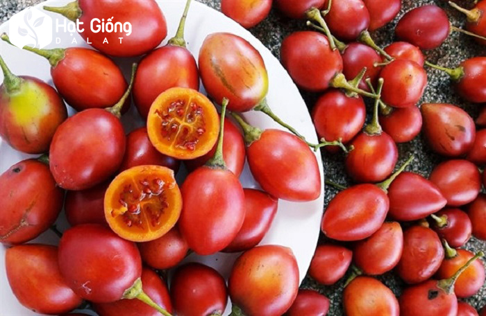 Hạt giống cà chua thân gỗ