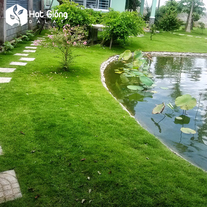 hat-giong-co-nhung-nhat-
