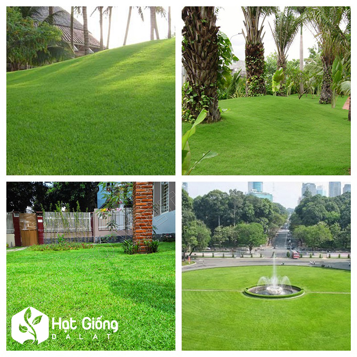 hat-giong-co-nhung-nhat-