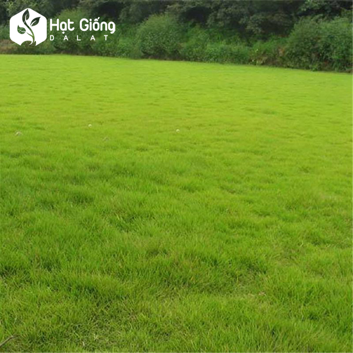Hat-giong-co-nhung-nhat-