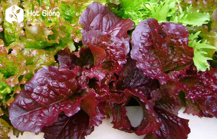 hat-giong-rau-xa-lach-tim-