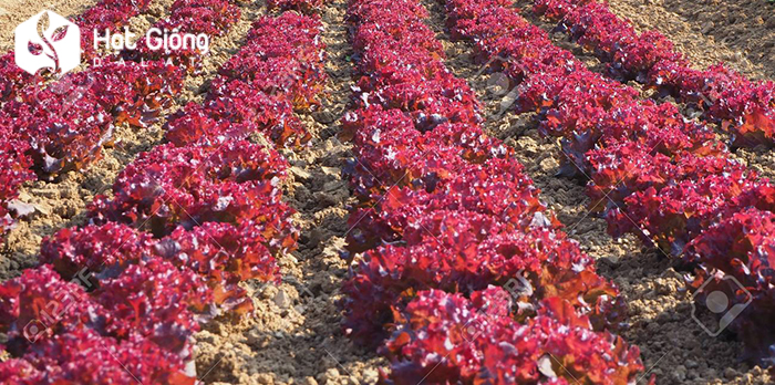 hat-giong-rau-xa-lach-tim-