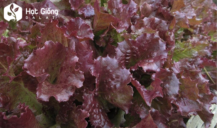 hat-giong-rau-xa-lach-tim-