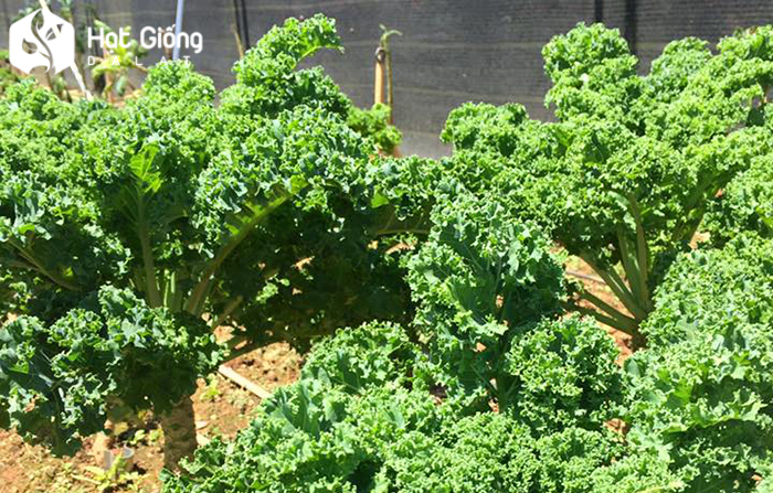 hat-giong-cai-xoan-kale-