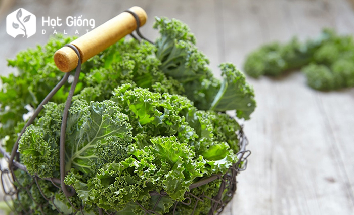 hat-giong-cai-xoan-kale-