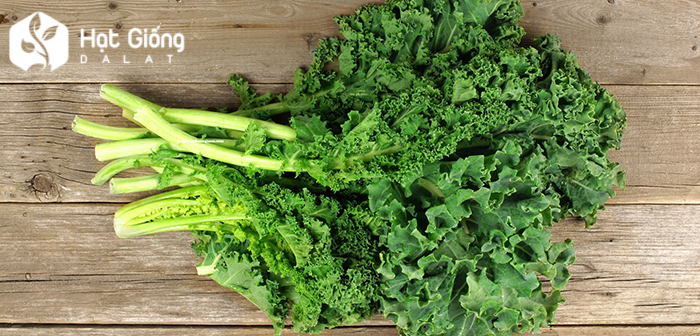 hat-giong-cai-xoan-kale-