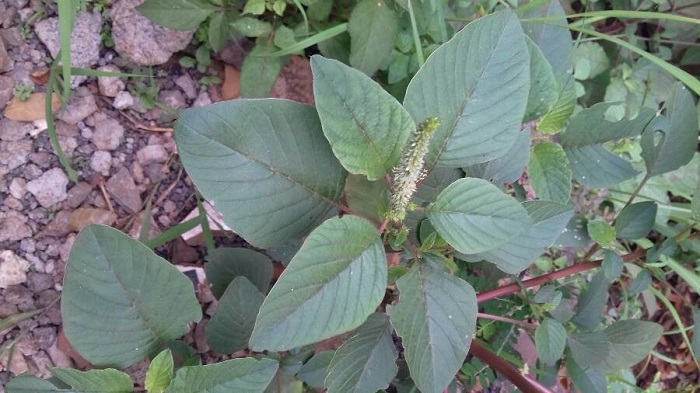 Hạt giống rau dền