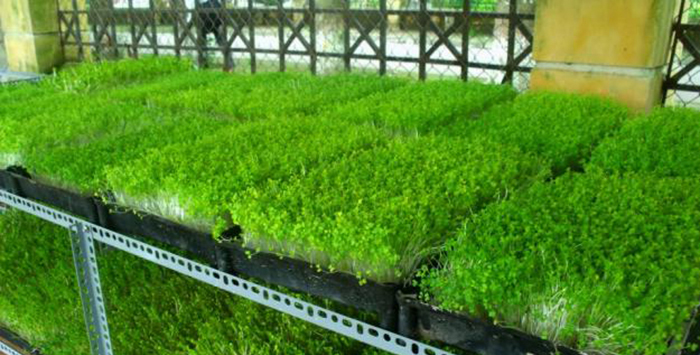 hat-giong-rau-mam-rau-muong